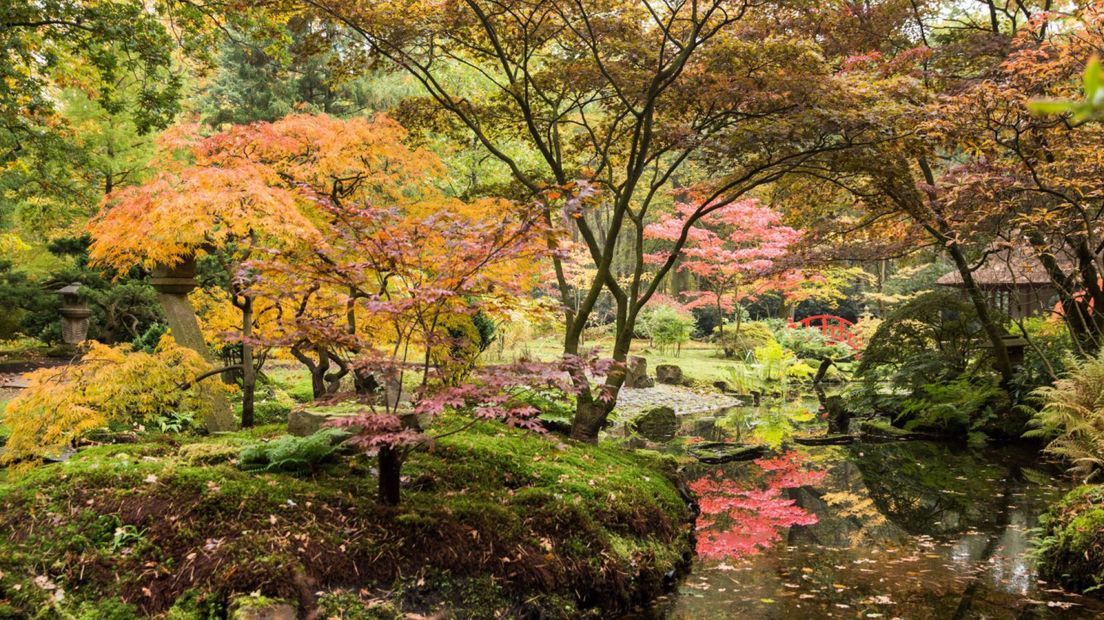 Japanse Tuin