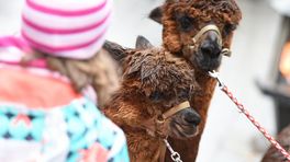 Opnieuw dieren illegale verhuurder van kerstmarkt gehaald