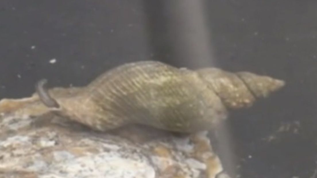 Oesterboorder doodt jonge oesters