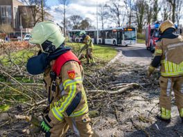 112 nieuws:  Vallende boom verspert buslijn in Zwolle