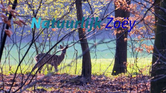 Natuurlijk Zoëy: “Het ree is  goed te zien vanaf de paden maar houdt de hond aan de lijn.”
