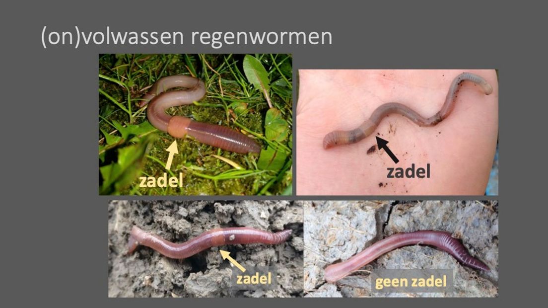 Wel of geen zadel? Uit de lezing van Jeroen Onrust.