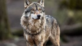 Schaap mogelijk gedood door wolf: 'Helemaal aangevreten'