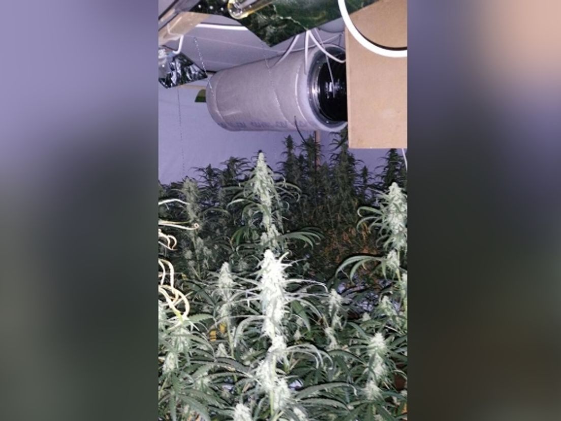 In de kwekerij stonden 220 planten (Rechten: Politie Hoogeveen/Facebook)