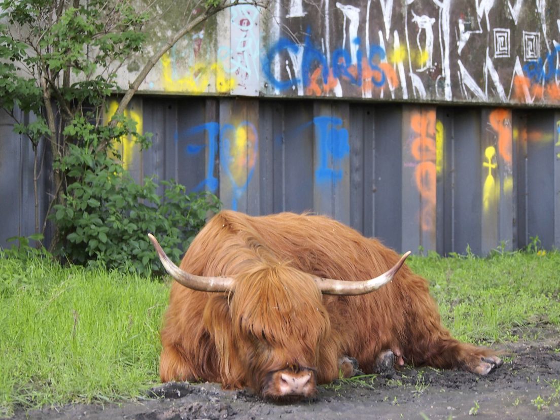 Schotse Hooglander Foto Eddy Philipsen