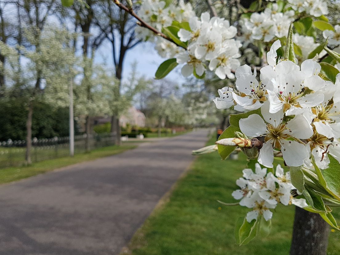 Perenbomen