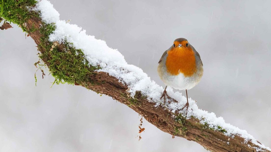 roodborst