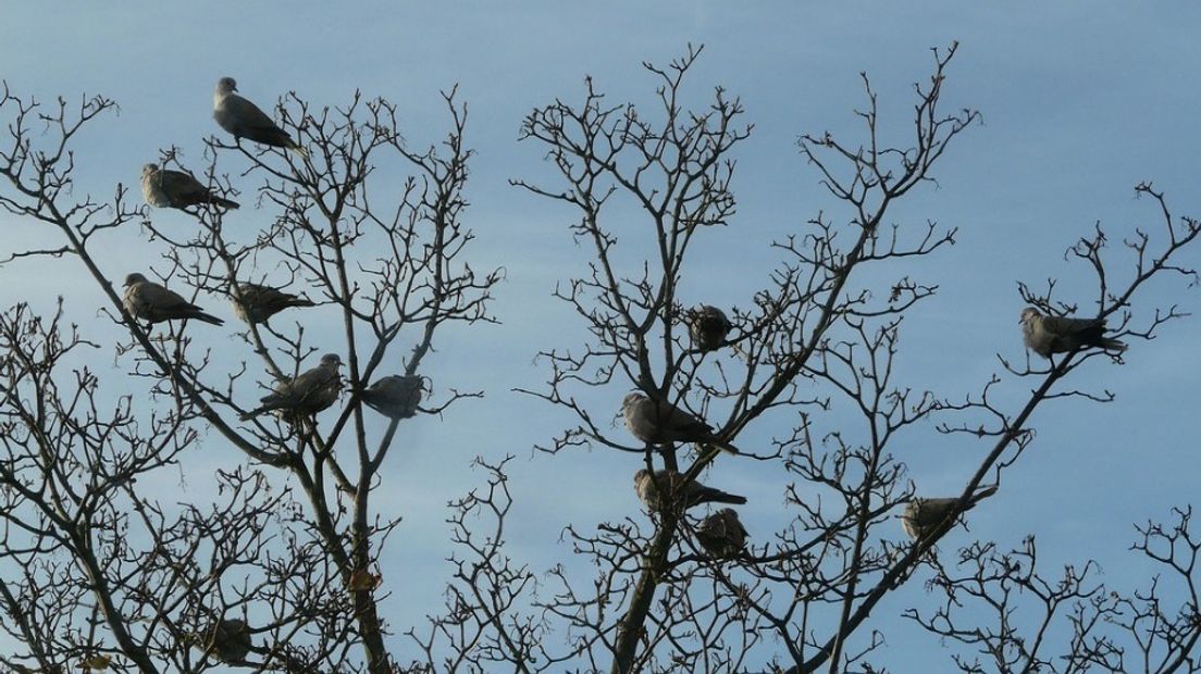 Duiven in de boom