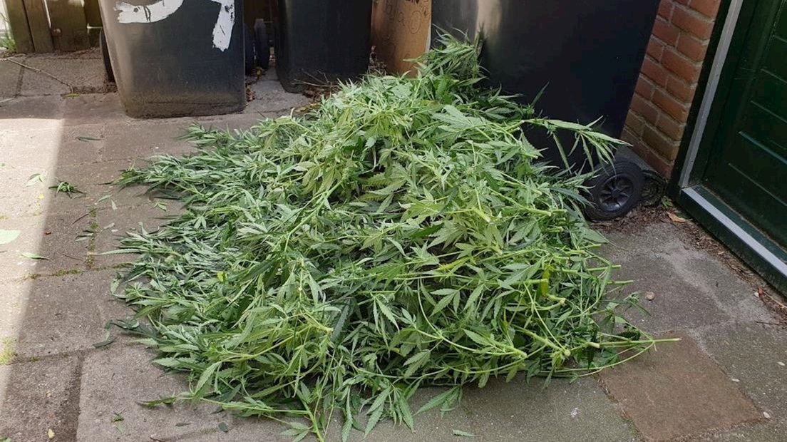 Politie ontdekt hennepplantage
