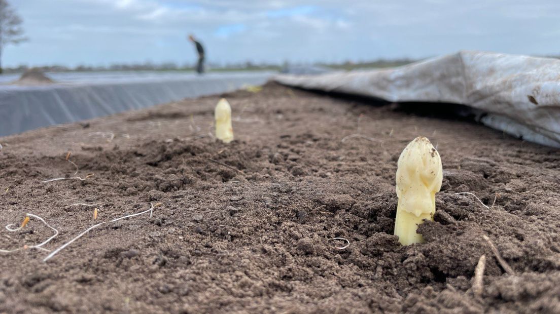 Eerste asperges uit Groninger grond worden al gestoken: 'Altijd een mooi moment'