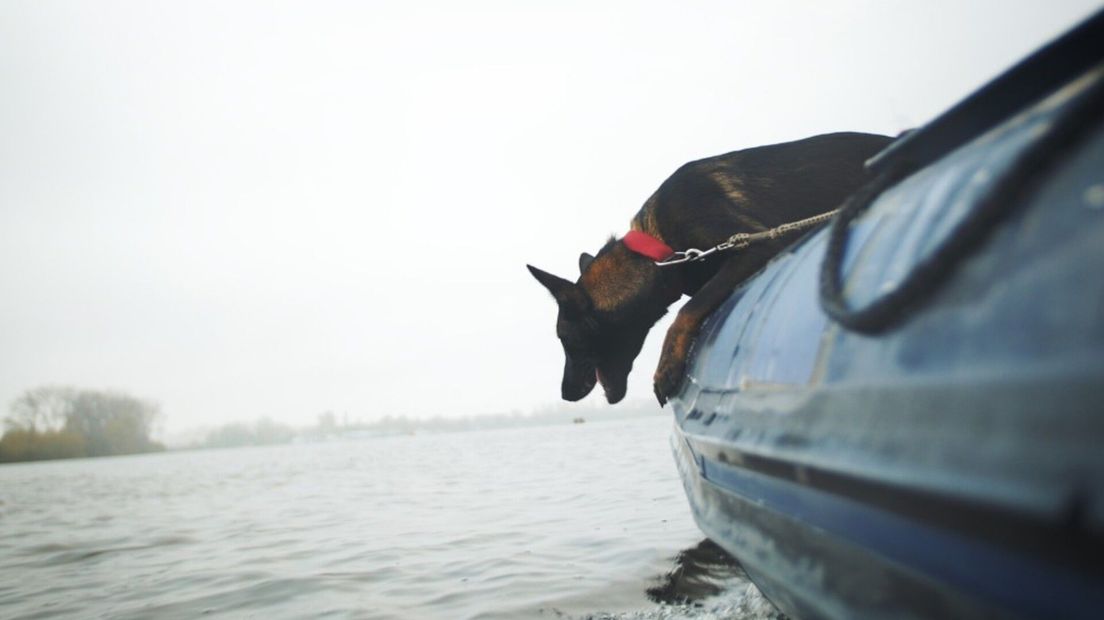 Een speurhond zoekhond van SIGNI op het water
