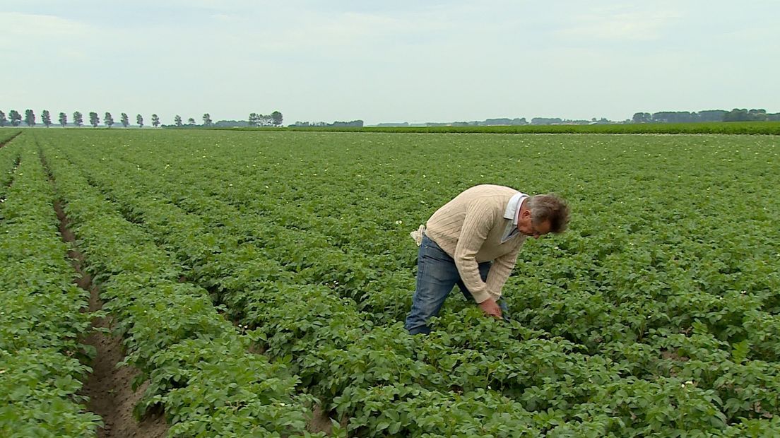 Theo Buijsse uit Biervliet tussen zijn pootaardappelen.