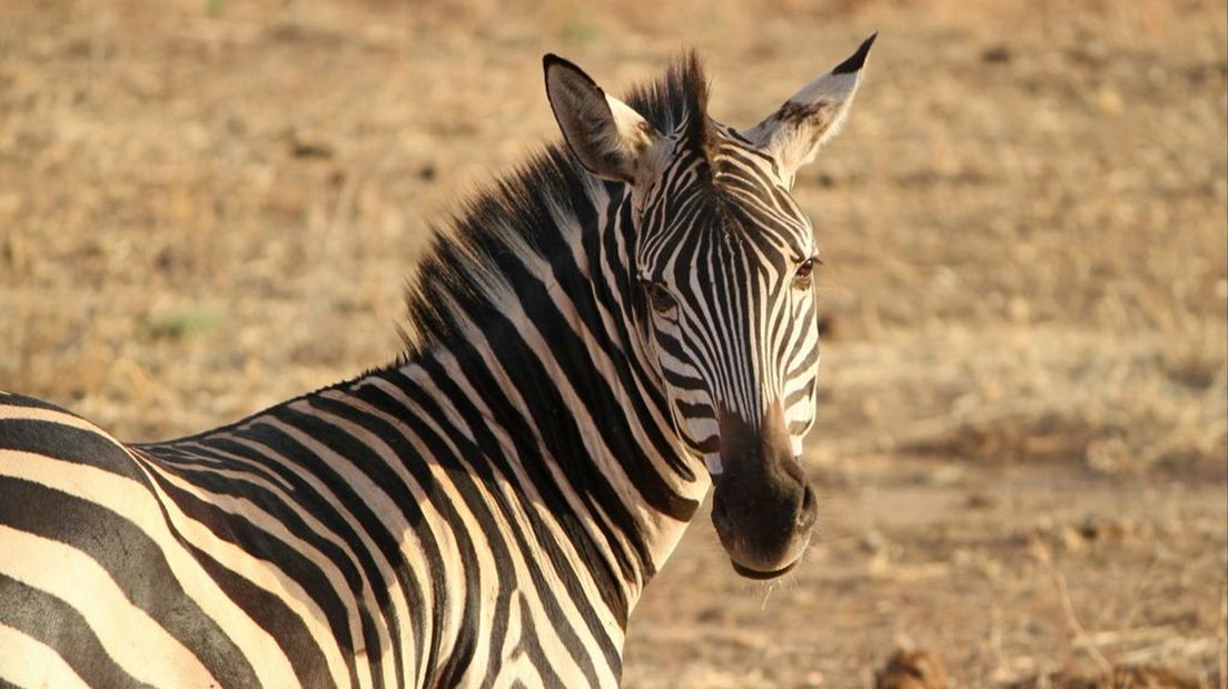 Een zebra.