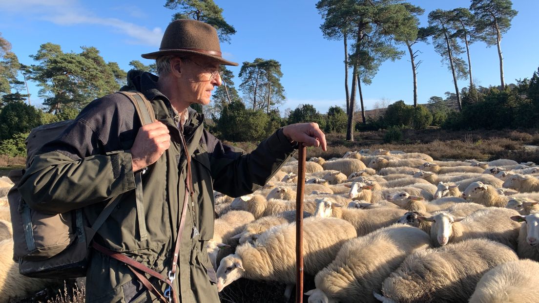 Schaapherder Willem Dijkema is vrijwilliger herder