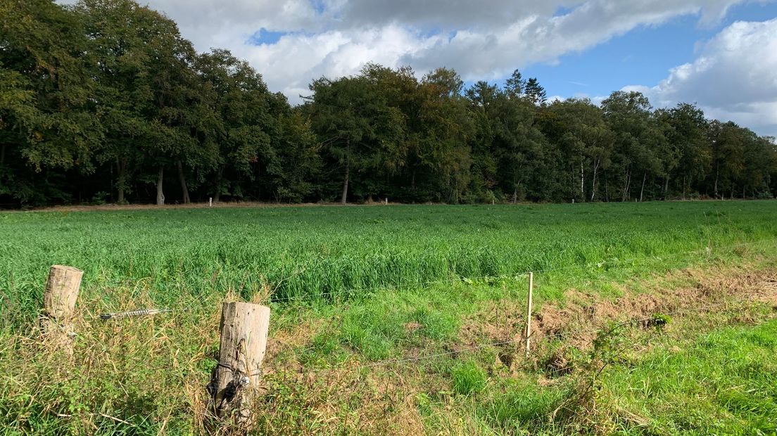 Langs de bosrand stonden drie zouthuisjes, nu is het stuk grond teruggegeven aan de natuur.