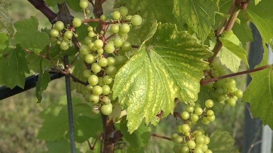 Gelderse Pinot Noir en Chardonnay komen eraan