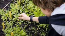 Van zaaien tot oogsten, dit zijn de tips voor jouw eerste moestuin