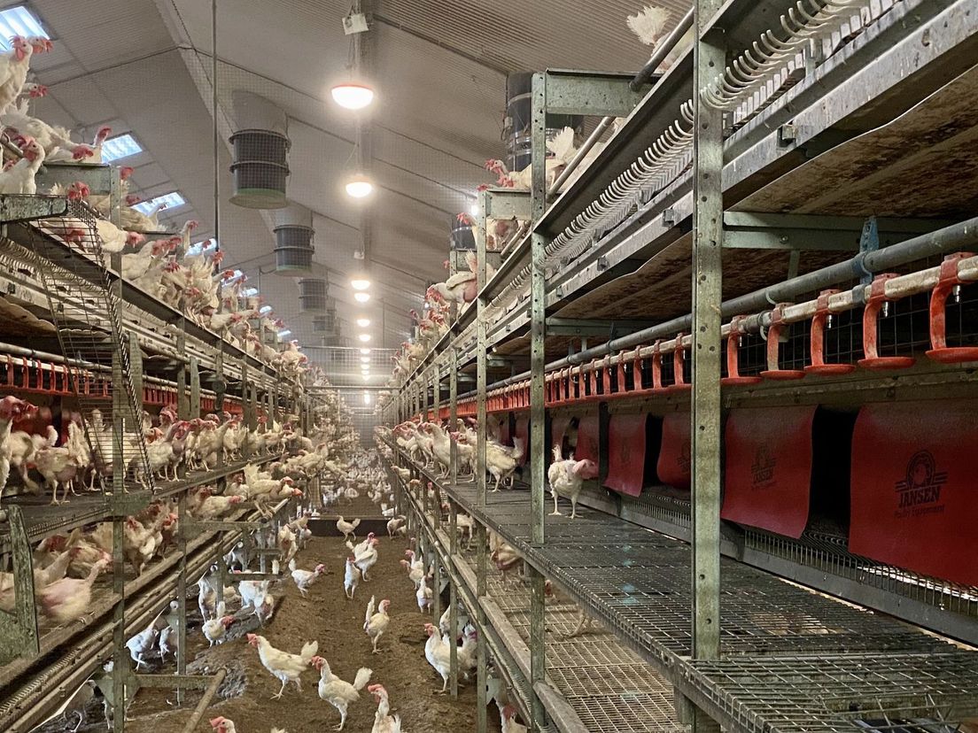 De 50.000 kippen van Gert Bouwhuis zitten al maanden binnen