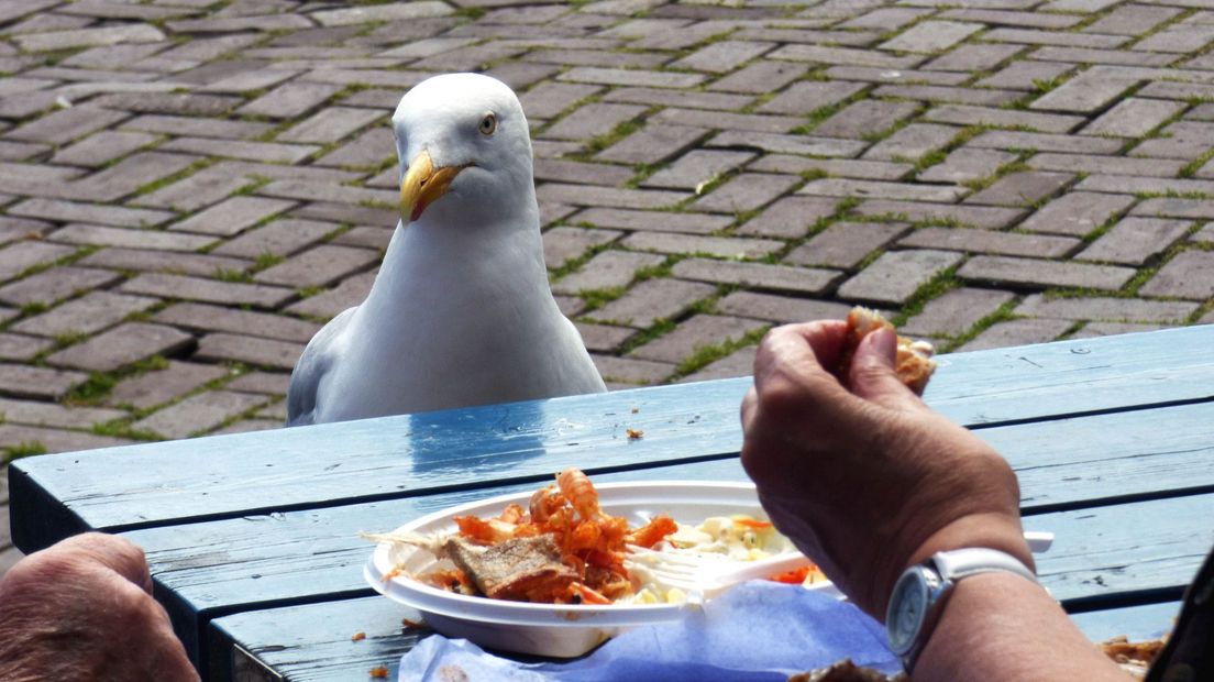 De Haagse meeuw loert op je vis bij Simonis of de haringkraam bij het Binnenhof