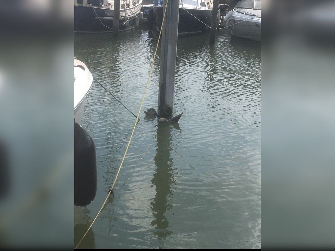 De zeehond ligt tussen de boten in de haven van Rhoon