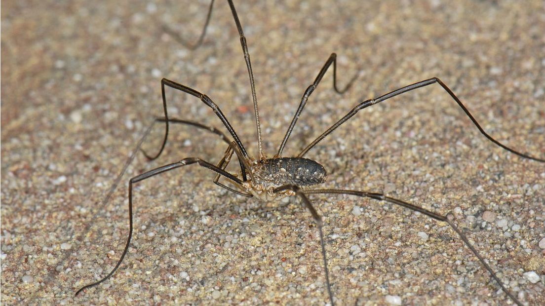 Hooiwagens lijken op spinnen maar maken geen web (Rechten: Free Nature Images/Ab Baas)