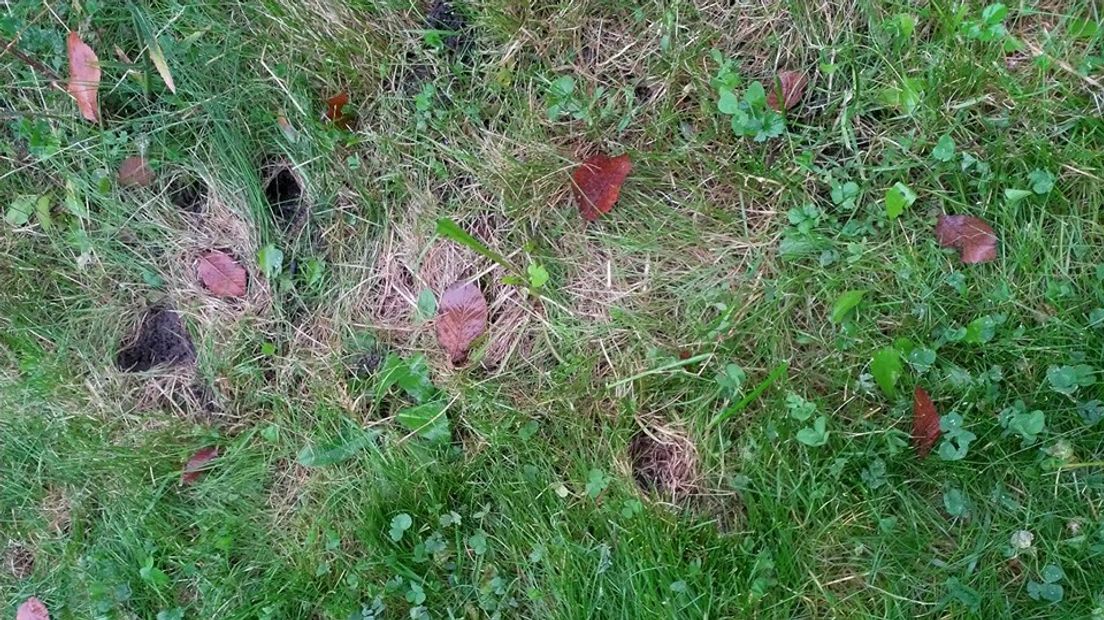 Hoe komen deze putjes is mijn tuin?