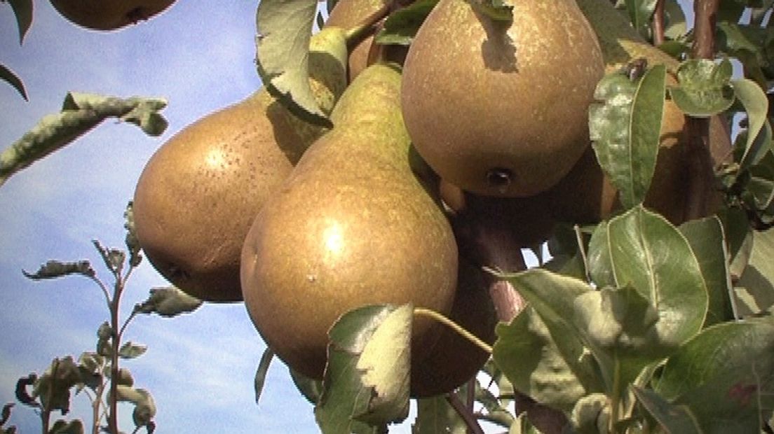 Peren
