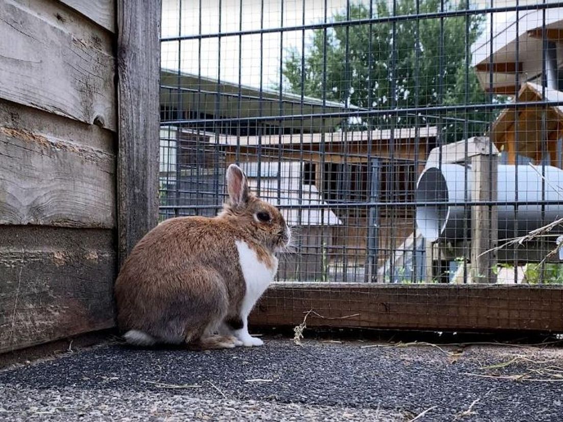 Mensen dumpen massaal hun (zieke) konijnen, dierenopvang puilt uit hanteert opnamestop - Rijnmond