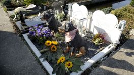 Steeds meer mensen begraven hun overleden huisdier