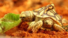 Tweekoppige schildpad Sorte kerngezond: 'Echt ongelofelijk bijzonder'