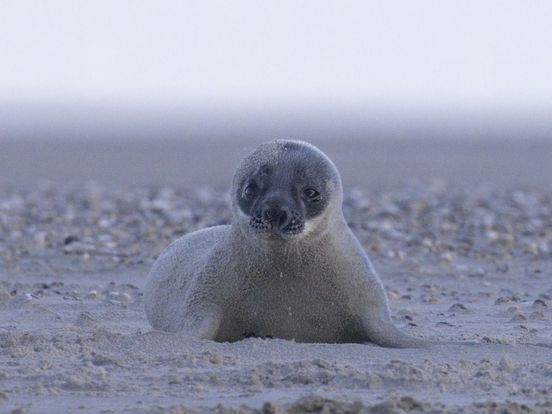 Bekijk hier de unieke videobeelden van de twee klapmutsen op Vlieland