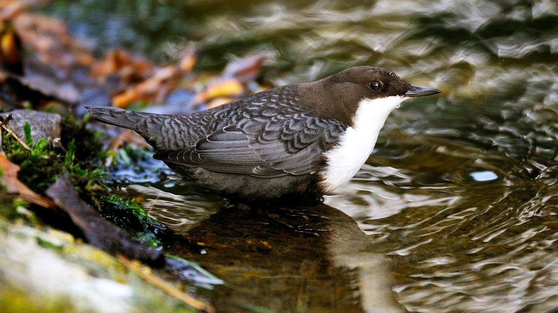 De zwartbuikwaterspreeuw is één van de twee soorten waterspreeuwen (Rechten: Free Nature Images/Piet Munsterman)