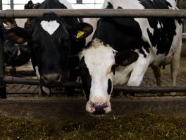 Milieuorganisatie wil handhaven Drentse PAS-melders via de rechter afdwingen