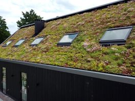 Steeds meer mensen willen een groen dak, maar hoe groen is dat? 'Het goedkoopste sedummatje doet niet zoveel voor de biodiversiteit'