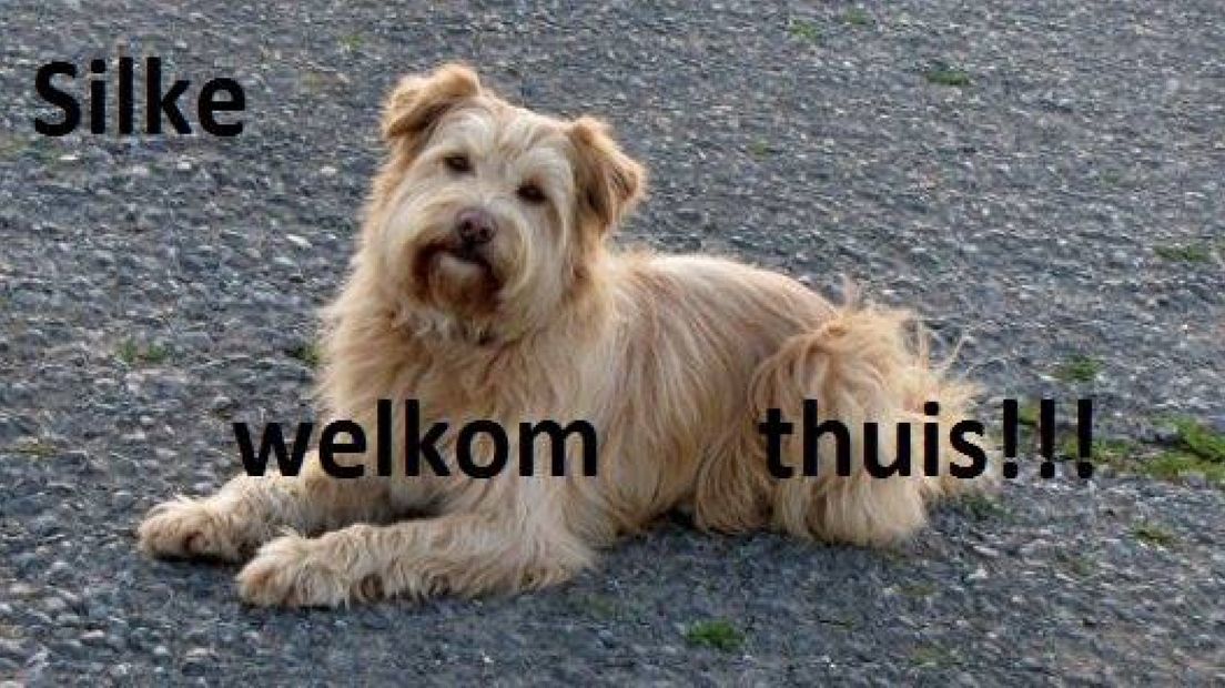 Tiel: ontsnapte hond Silke terug bij baasje