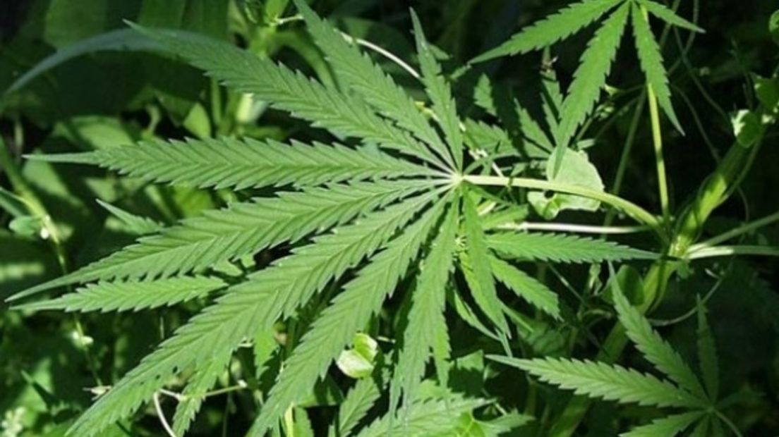 Wietplant