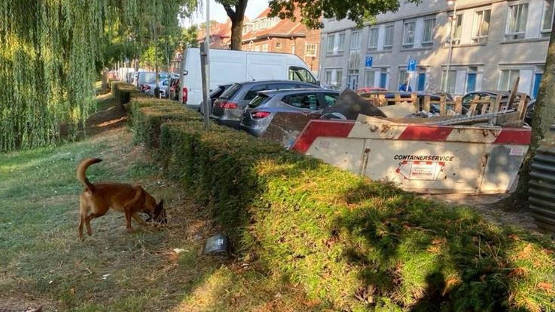 Speurhond in Laak