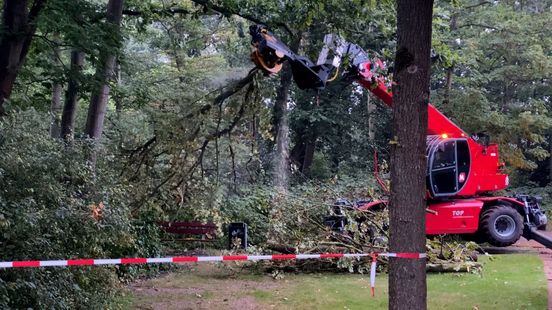 Van ‘plak-oksels’ tot rottende voeten: hierom kapt Utrecht 287 bomen, met name in Overvecht