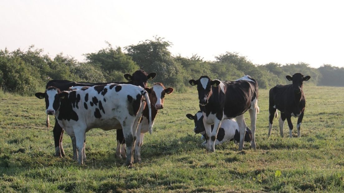Nieuwsgierige koeien in weitje Heinkenszand
