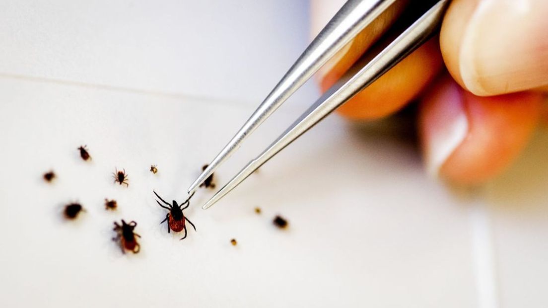 Ongeveer een op de vijf teken draagt de ziekte van Lyme bij zich.