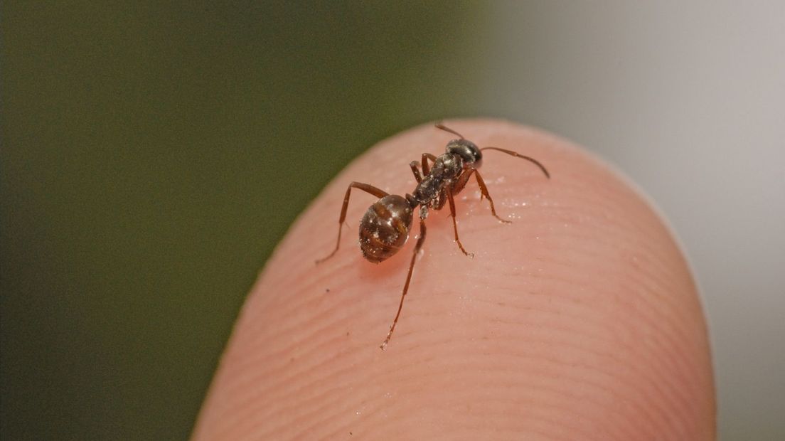 Het ziet zwart van de vliegende mieren hier komen ze vandaan Omroep West Het ziet zwart van de vliegende mieren hier komen ze vandaan Omroep West