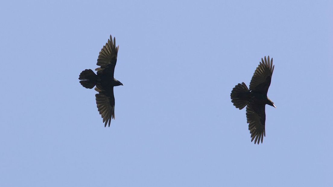 Overvliegende raven (Rechten: Free Nature Images/Luc Hoogenstein)