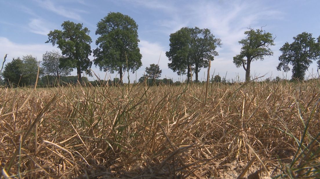 Droogteschade in de zomer