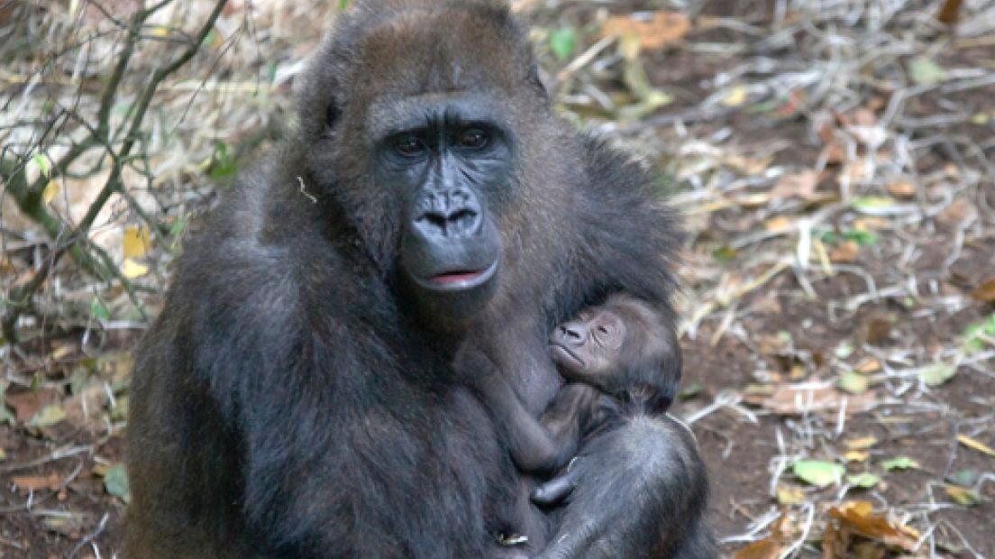 Gorilla geboren in Burgers' Zoo