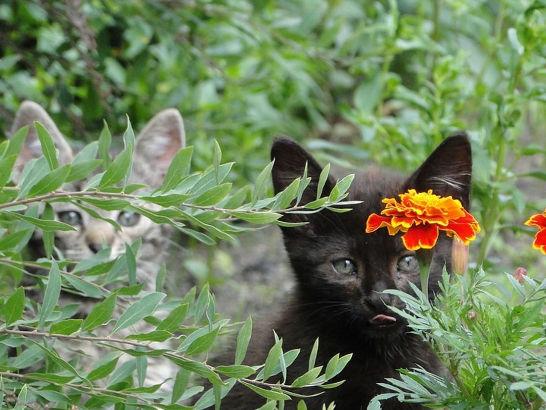 Katten in de tuin