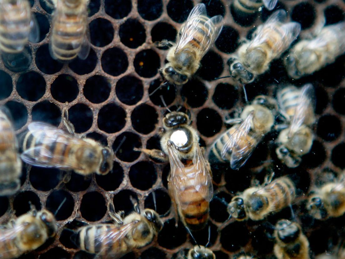20-04-Bijenhandel.jpg