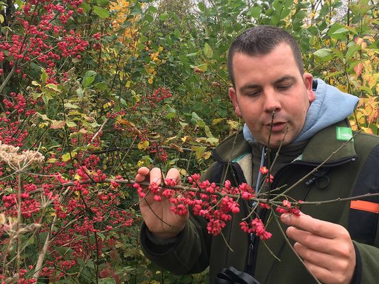Duizenden vogels maken pitstop in de Biesbosch tijdens najaarstrek