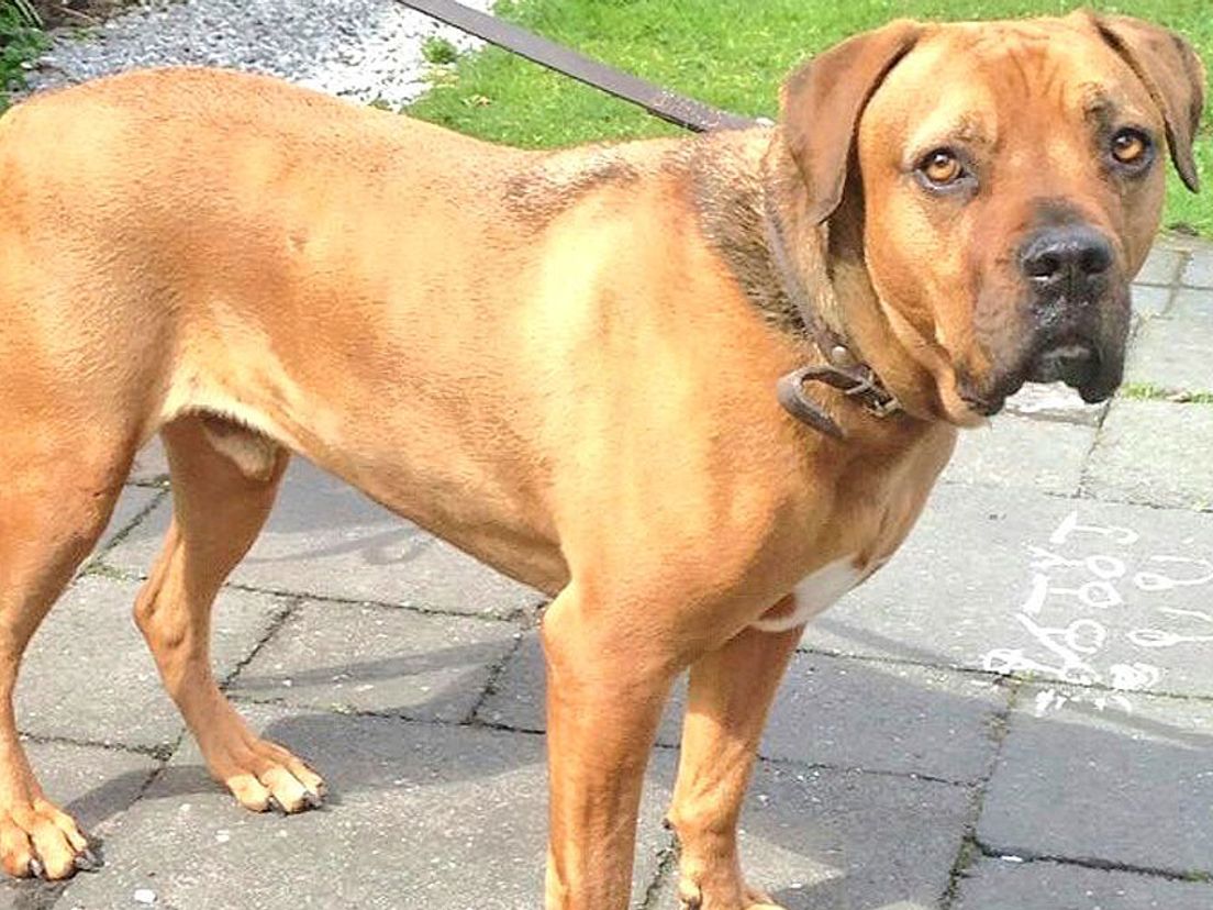 De hond werd door een vrouw uit de straat opgevangen