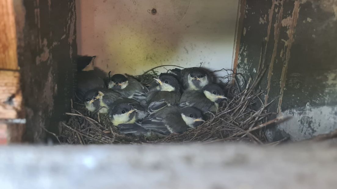 Vogeltjes