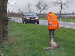 Wildbeheerders maken zich op voor een drukke week: "Reeën hebben hun eigen ritme"